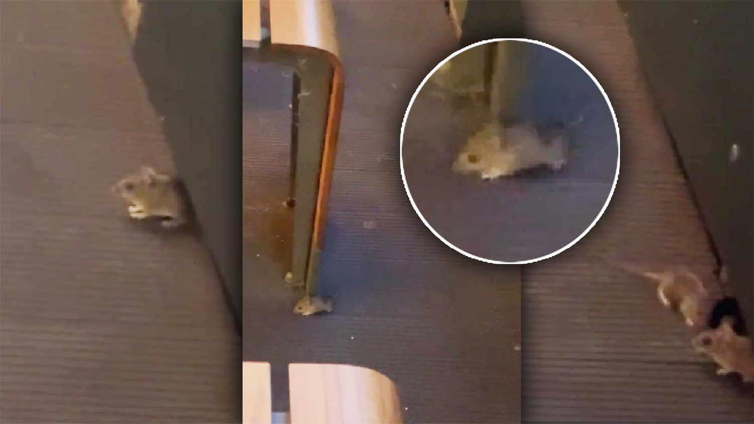 In einer McDonalds-Filiale im 2. Wiener Gemeindebezirk sorgten zwei Mäuse kurzzeitig für Chaos. Die Kundschaft war weniger begeistert.