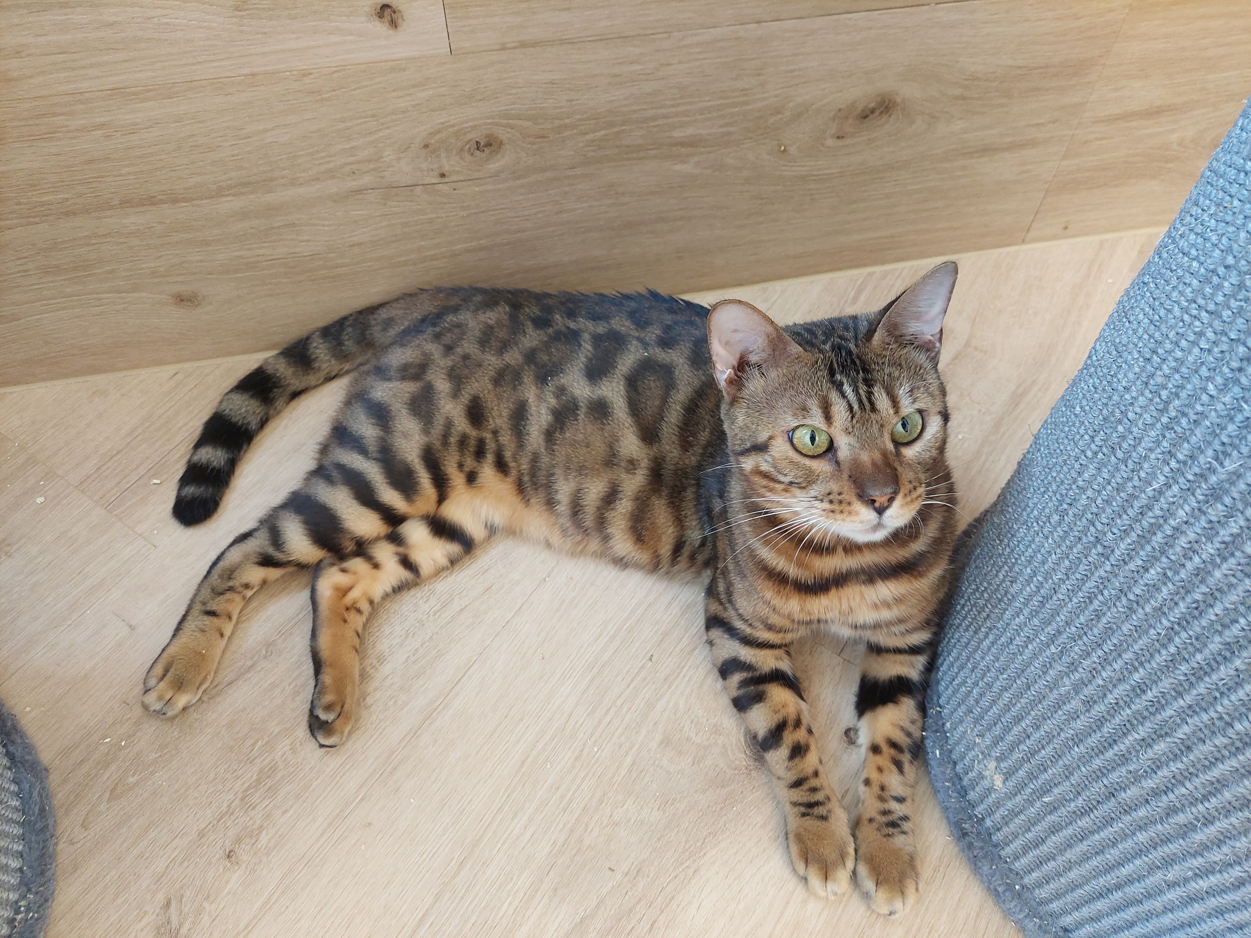 Auch Bengalkatzen sind ursprüngliche Kreuzungen zwischen Hauskatze und asiatischem Leopard.