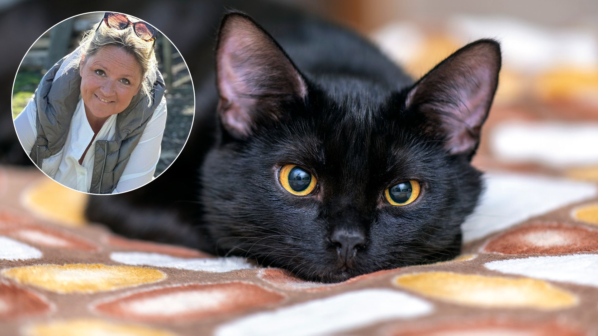 Anlässlich des Weltkatzentages erinnert FPÖ-Landesrätin Susanne Rosenkranz nochmal an wichtige Aspekte in Zusammenhang mit den Samtpfoten.