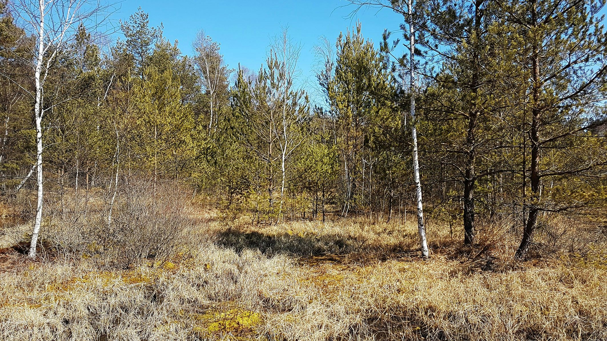 Wo es jetzt noch trocken ist, soll das Moor im Zuge des Renaturierungsprojekts bald wieder vernässt sein.