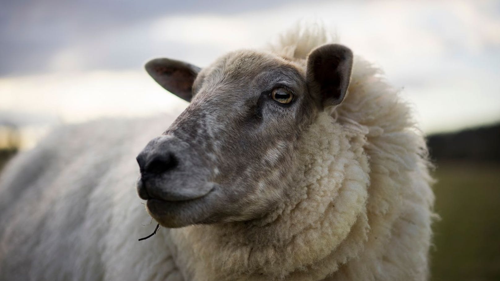 Nähert sich diese Tierseuche auch unserem Land?