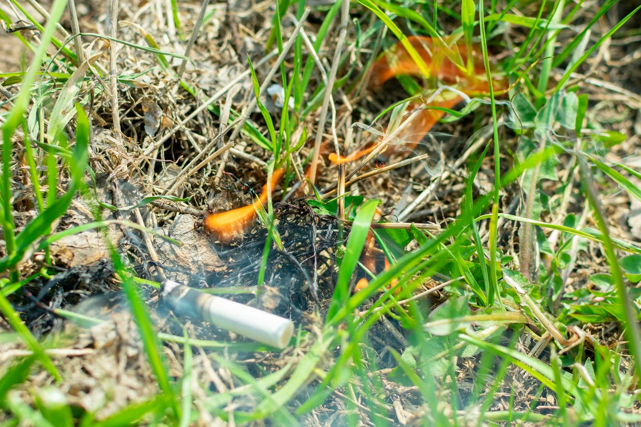 Besonders im Sommer gefährlich: achtlos weggeworfene Zigaretten. Das Risiko von Waldbränden steigt.