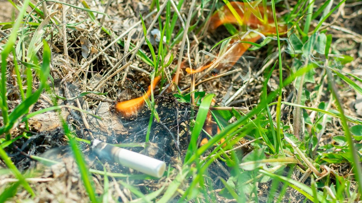 Besonders im Sommer gefährlich: achtlos weggeworfene Zigaretten. Das Risiko von Waldbränden steigt.
