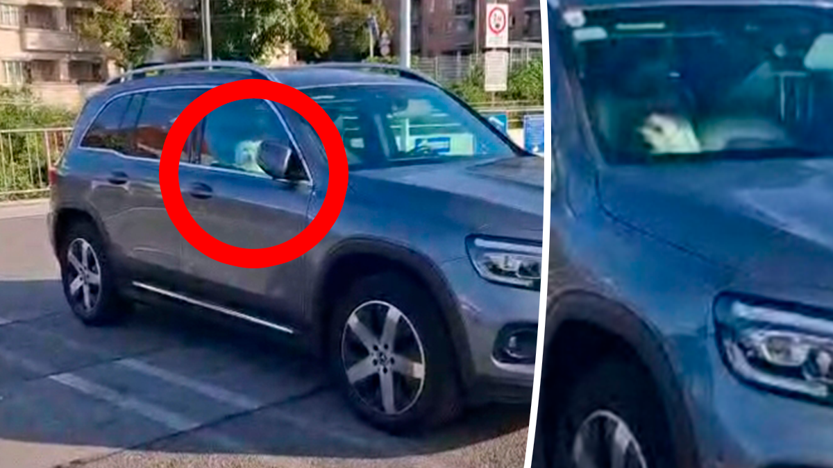 Immer wieder werden Hunde in Autos gelassen. So wie hier bei einem anderen Fall in Wien. Da wurde auf einem Supermarkt-Parkplatz in Währing ein kleiner Hund einfach eingesperrt.