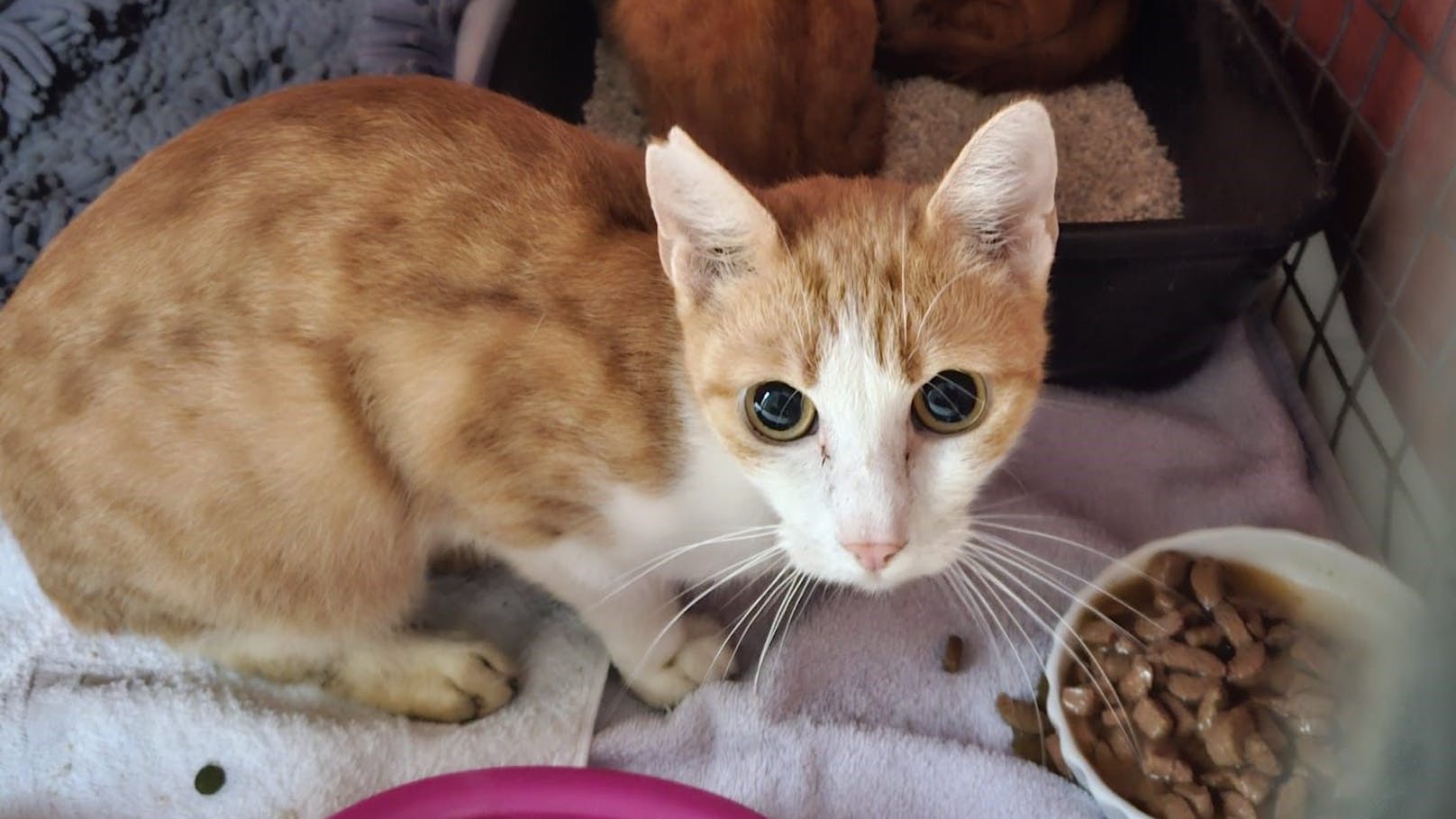 Animal Hoarding – 36 Katzen aus Haus in NÖ gerettet