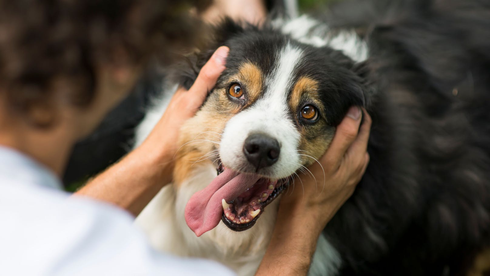 Hund zerbeißt Bub (11) beim Spielen das Gesicht