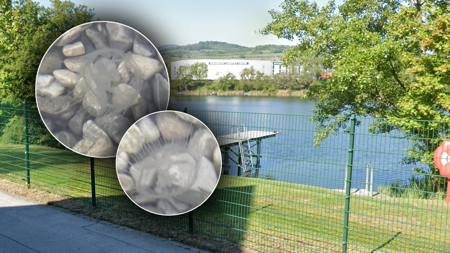 Süßwasserquallen in Niederösterreich? Ein Experte klärt auf.