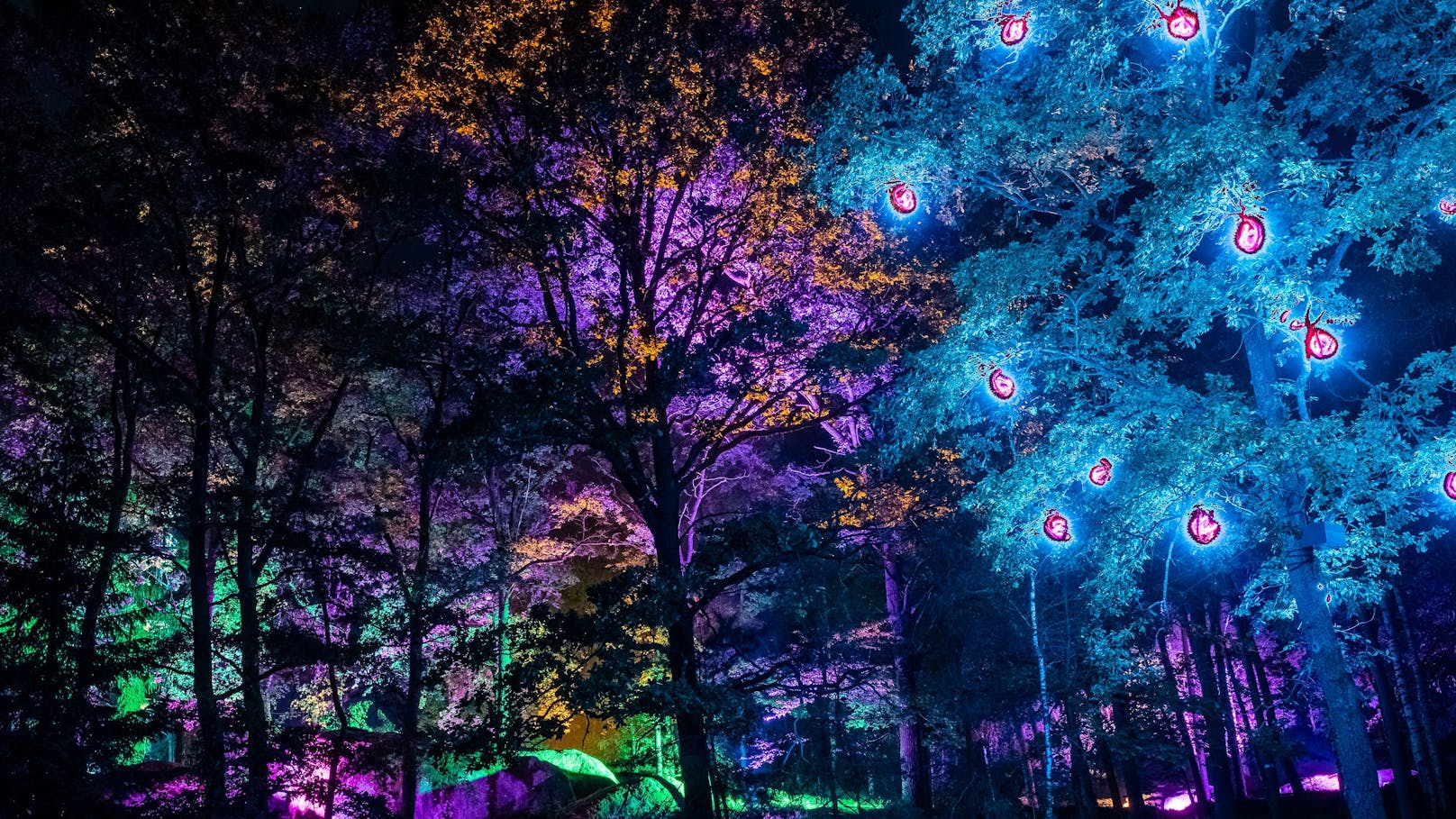 Lichtkunst verbindet im Naturpark Blockheide Kunst und Natur