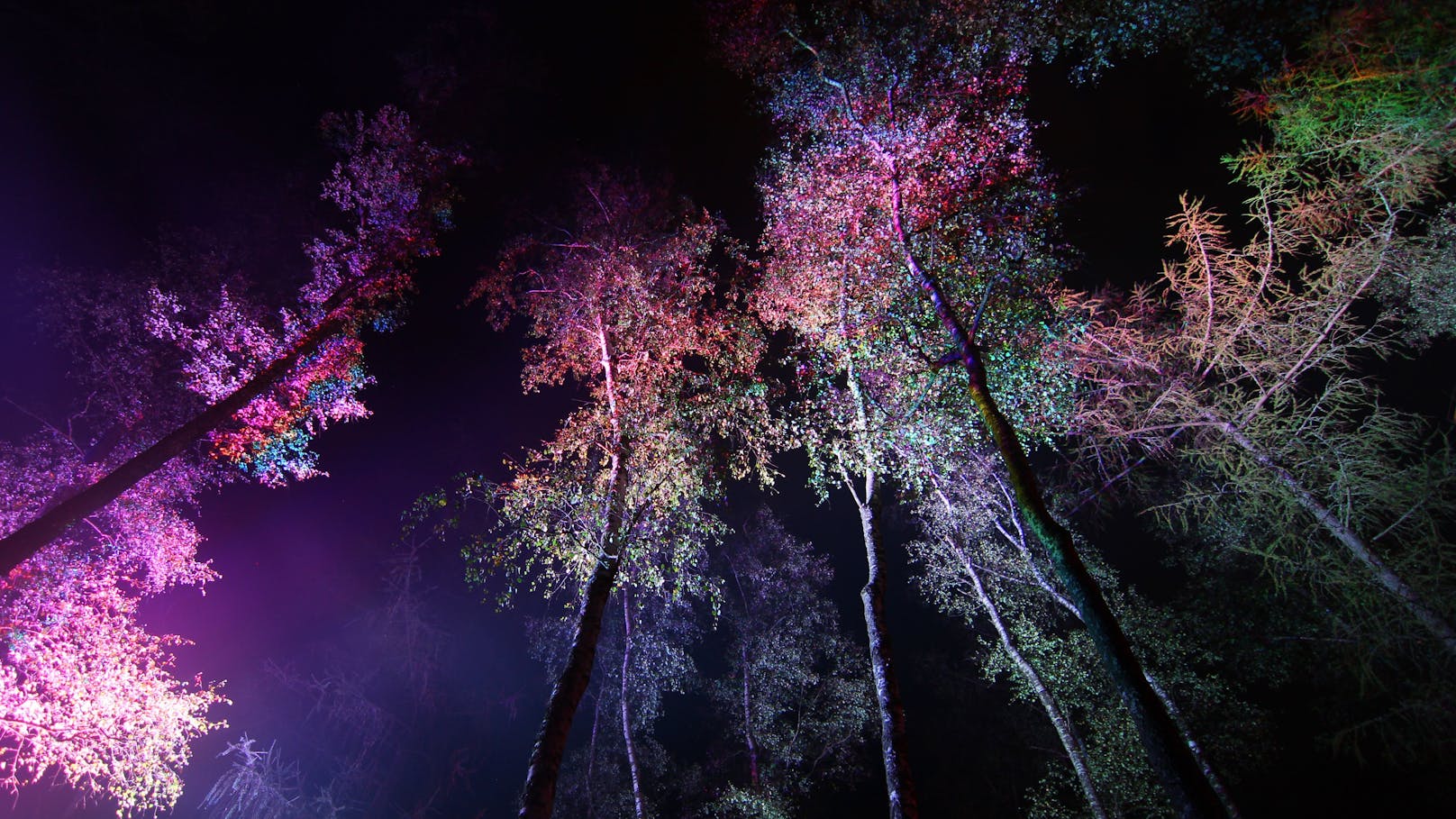 In der Blockheide werden Licht, Kunst und Natur verbunden