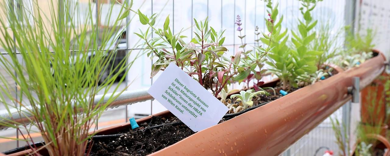 Mobile Drahtzäune auf Baustellen werden zu vertikalen Beeten umfunktioniert.