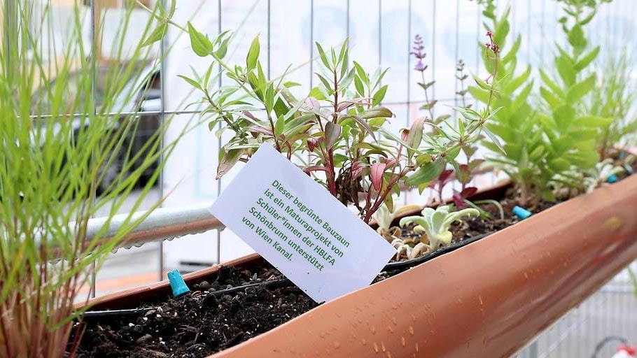 Mobile Drahtzäune auf Baustellen werden zu vertikalen Beeten umfunktioniert.