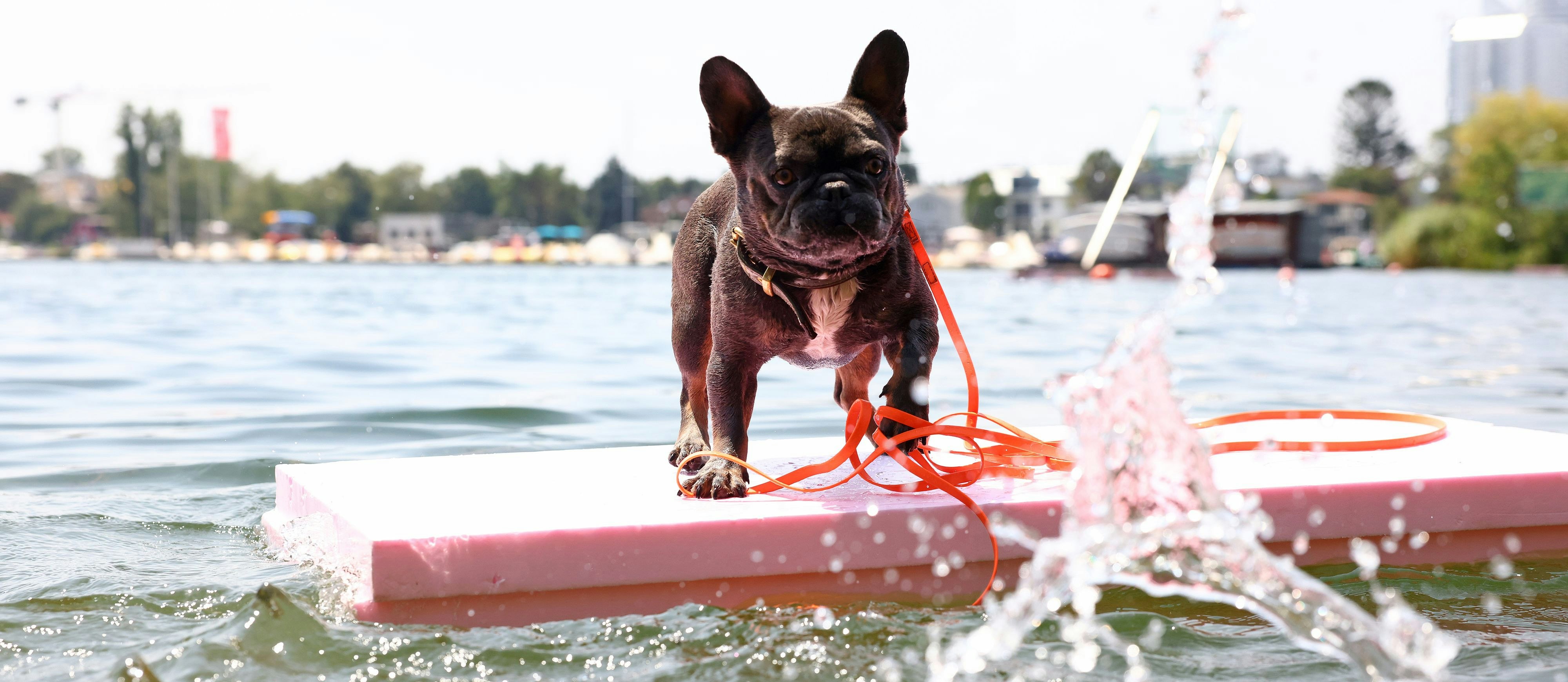 Die Hitze macht nicht nur Menschen zu schaffen, sondern wie in diesem Fall auch Balou, die französische Bulldogge kühlt sich an der Alten Donau ab