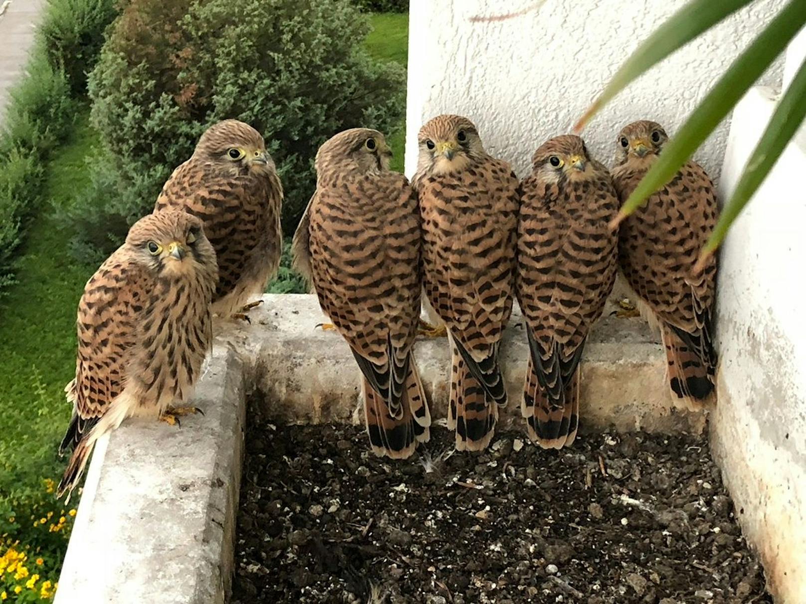 Wie süß! Diese frechen Falken-Babys lebten für einige Wochen auf dem Balkon einer "Heute"-Leserin.