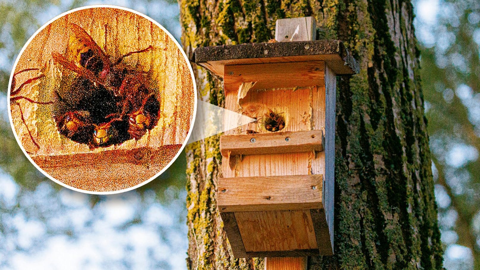 Hornissen nehmen einfach ganzes Vogelnest in Beschlag