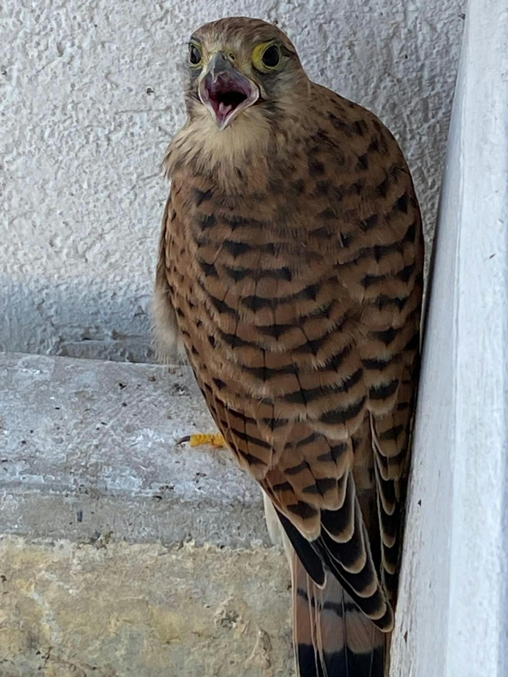 Wie süß! Diese frechen Falken-Babys lebten für einige Wochen auf dem Balkon einer "Heute"-Leserin.