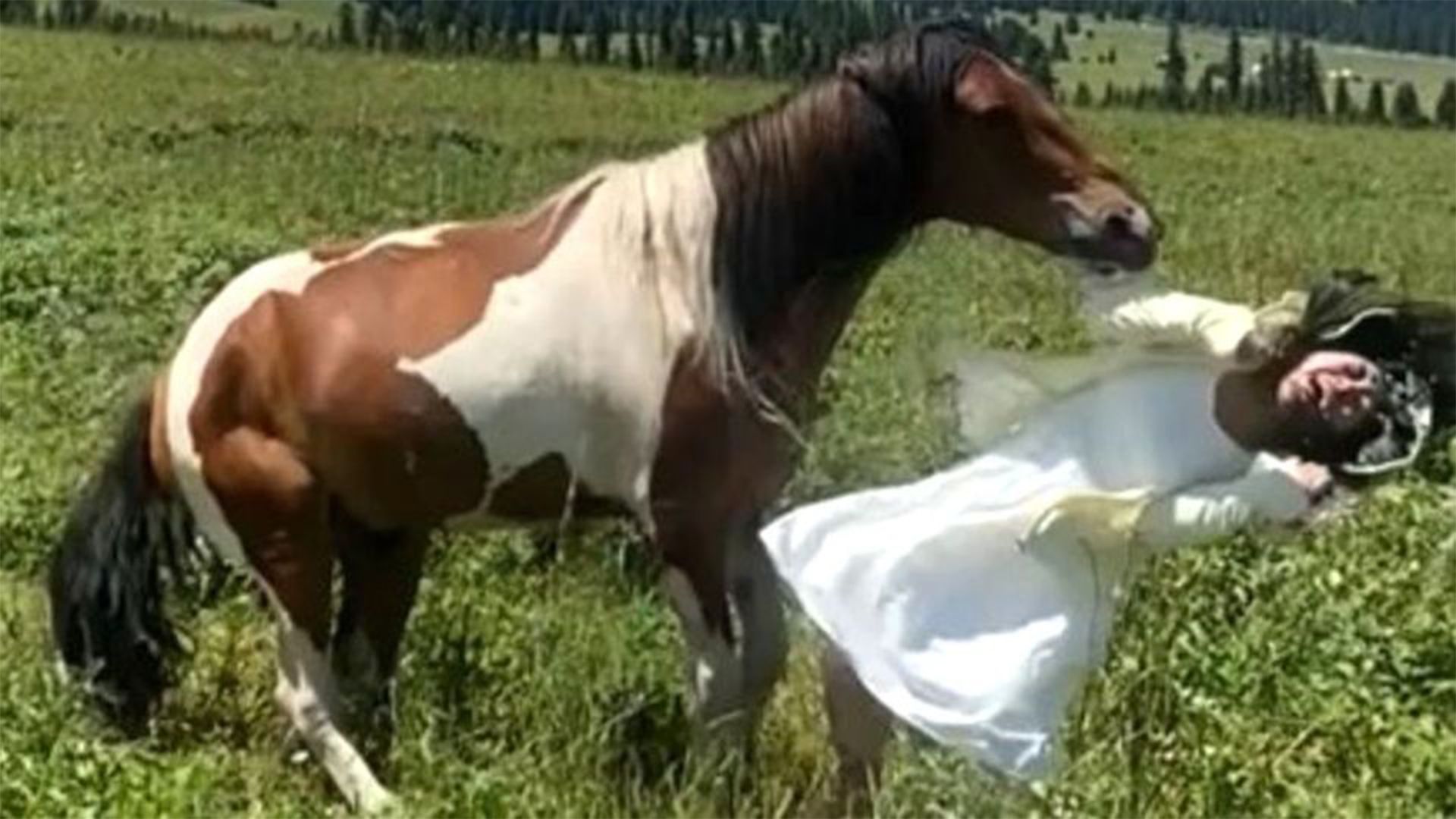 Dieses Pferd wollte offenbar seine Rechte schützen.