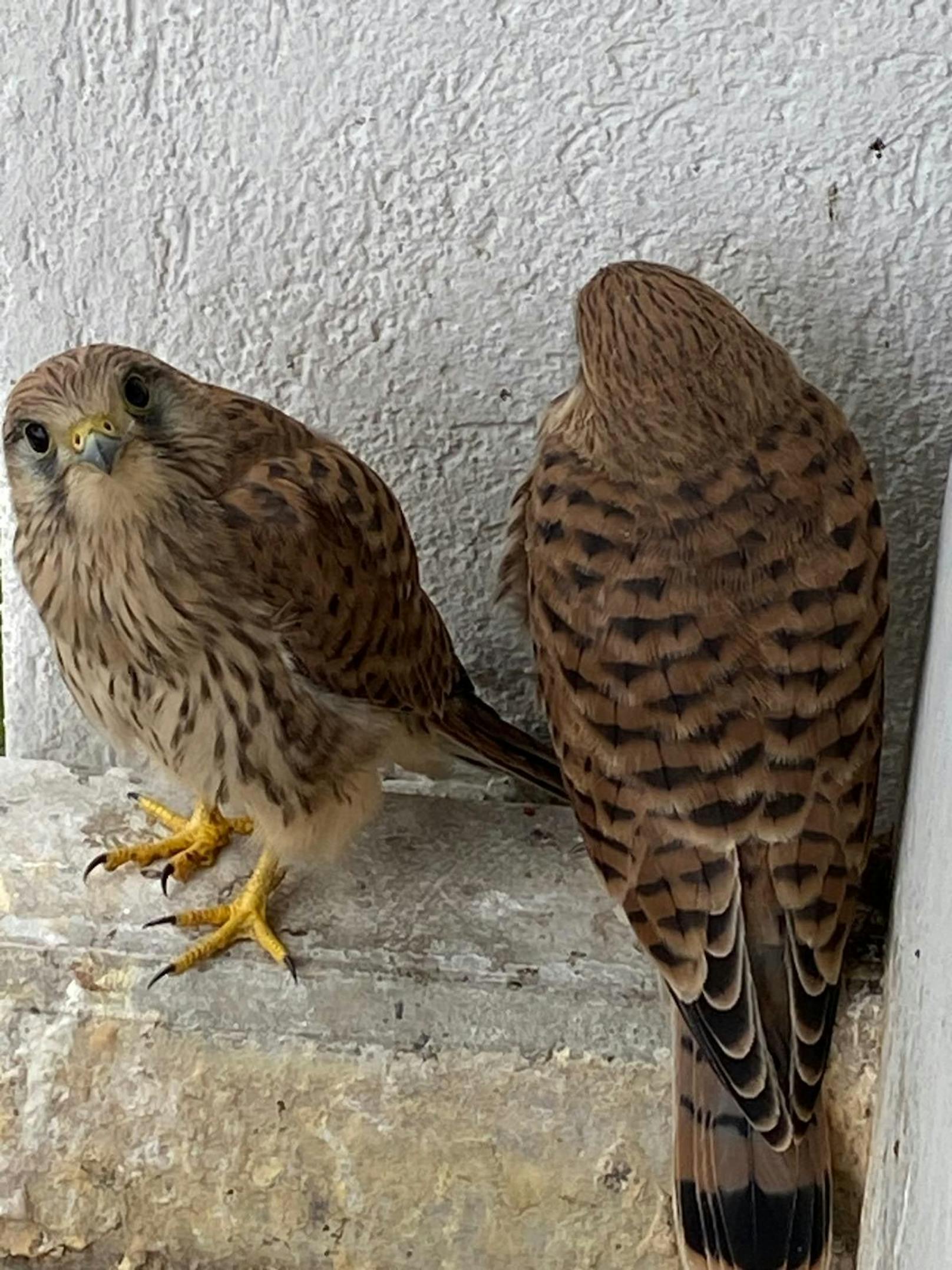 Wie süß! Diese frechen Falken-Babys lebten für einige Wochen auf dem Balkon einer "Heute"-Leserin.