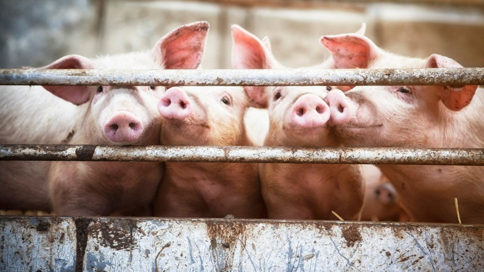 Gibt’s nur in AT: "Tierschutzförderung für Tierquäler"