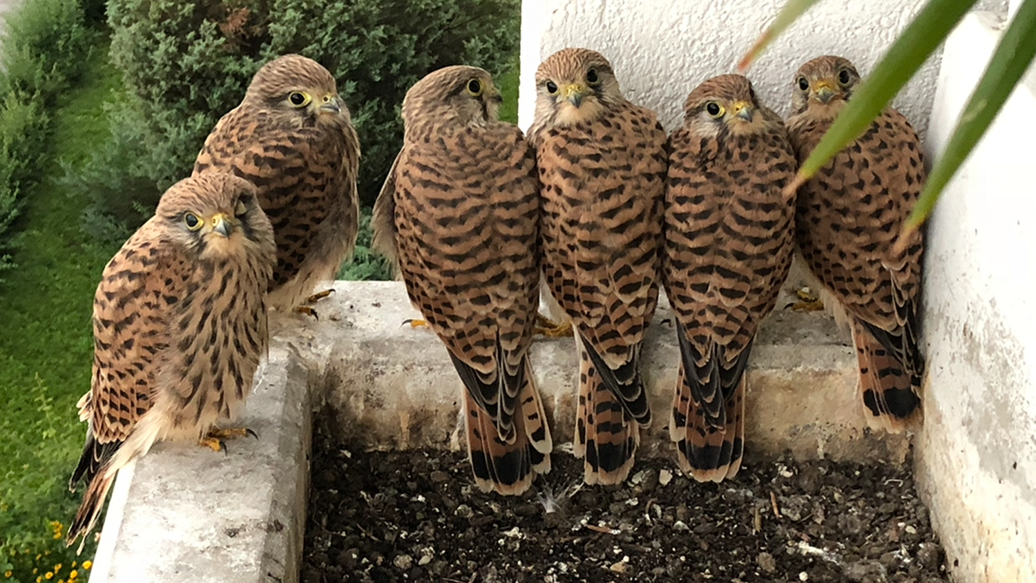 Diese frechen Falken lebten mehrere Wochen auf Michaelas Balkon, bis sie schließlich flügge wurden.