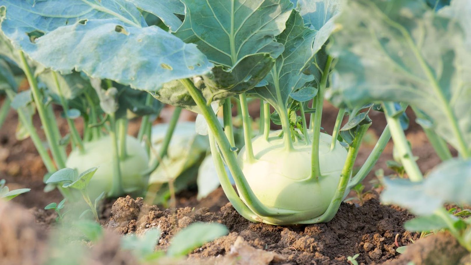 Sie wachsen zackig: <strong>Kohlrabi</strong> kann bereits sechs bis acht Wochen nach der Aussaat die Größe eines Tennisballs erreichen und ist damit erntereif.