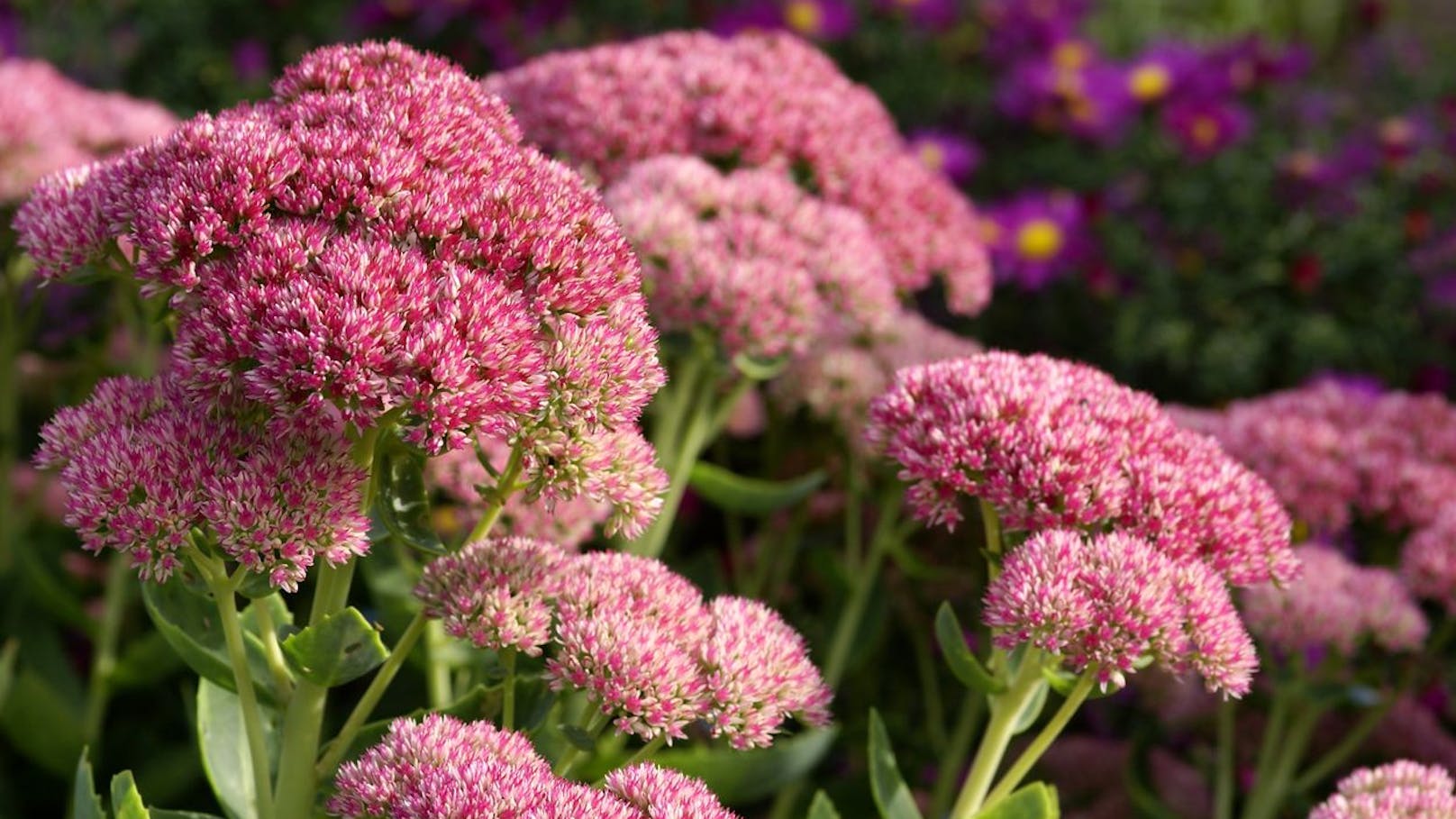 Wenn Du Setzlinge von Sedum (auch Fetthenne genannt) einpflanzt, hast Du die Chance, noch dieses Jahr erste Blüten zu sehen. Langfristig kann diese Pflanze großflächige Blumenteppiche machen.