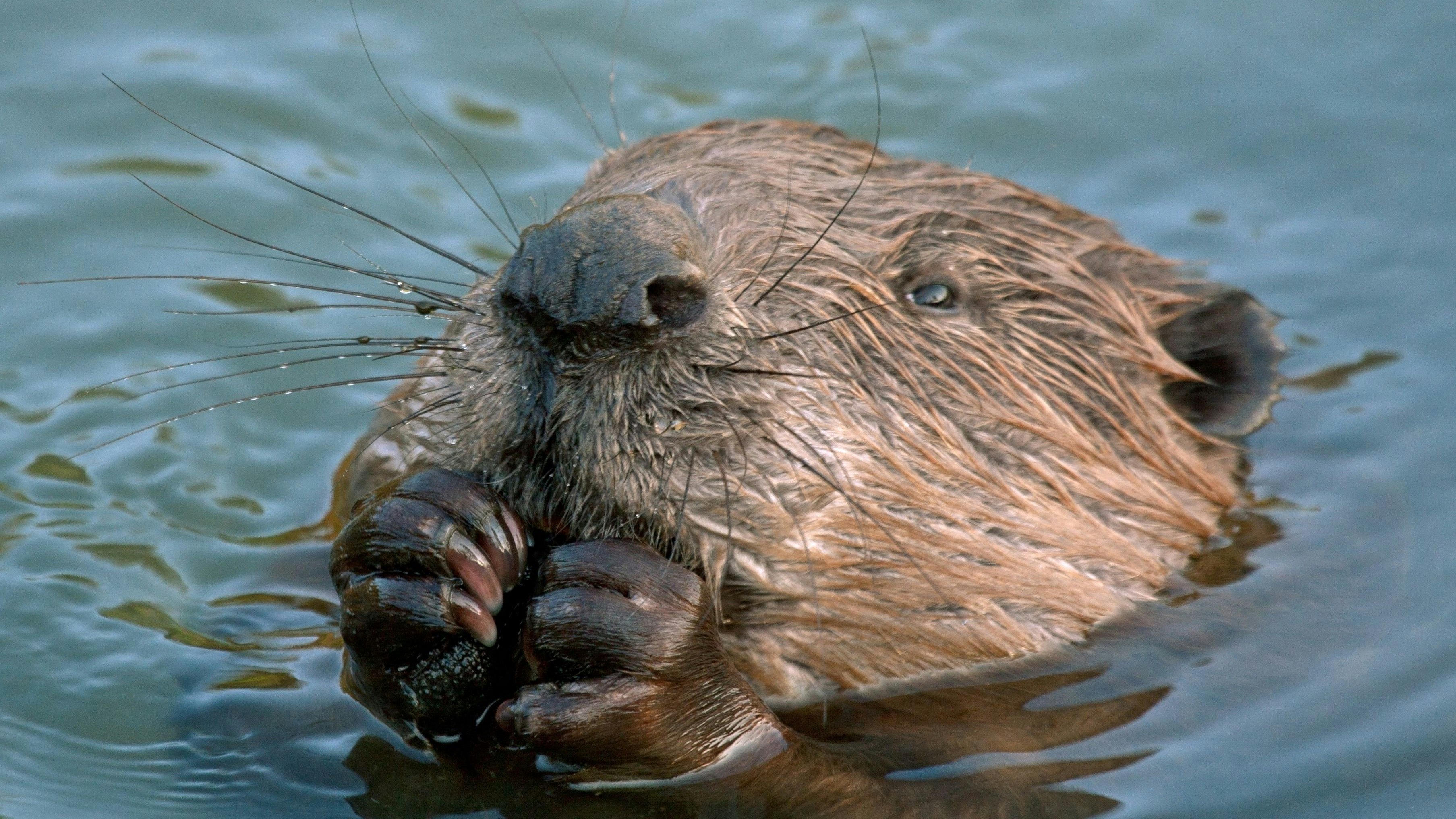 Heute.at - WWF startet Petition gegen Abschuss von Bibern