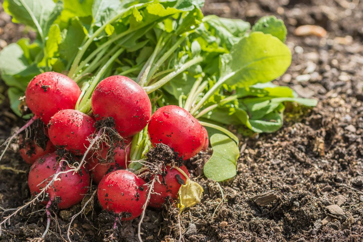 Radieschen (Bild), Rucola oder Pflücksalate gehören zu den absoluten Schnellstartern.