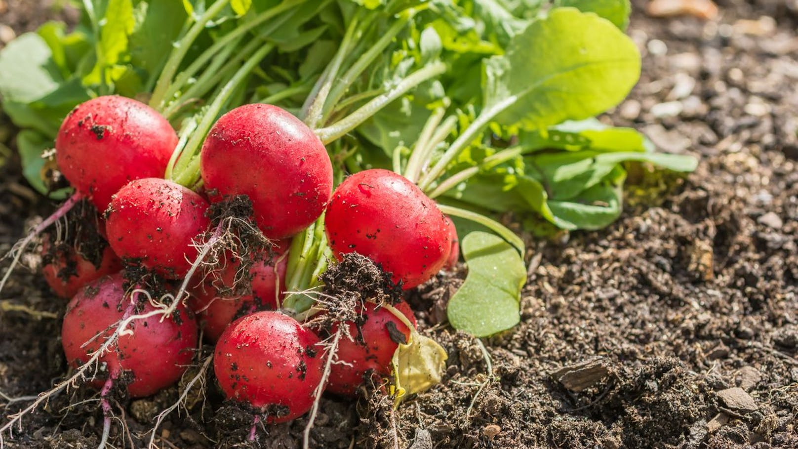 Im Sommer wachsen <strong>Radieschen</strong> schon innerhalb von drei bis vier Wochen, wenn Du sie im Herbst oder Frühling aussähst, brauchen sie etwas länger. Nach etwa acht Wochen sollten sie aber bereit sein.