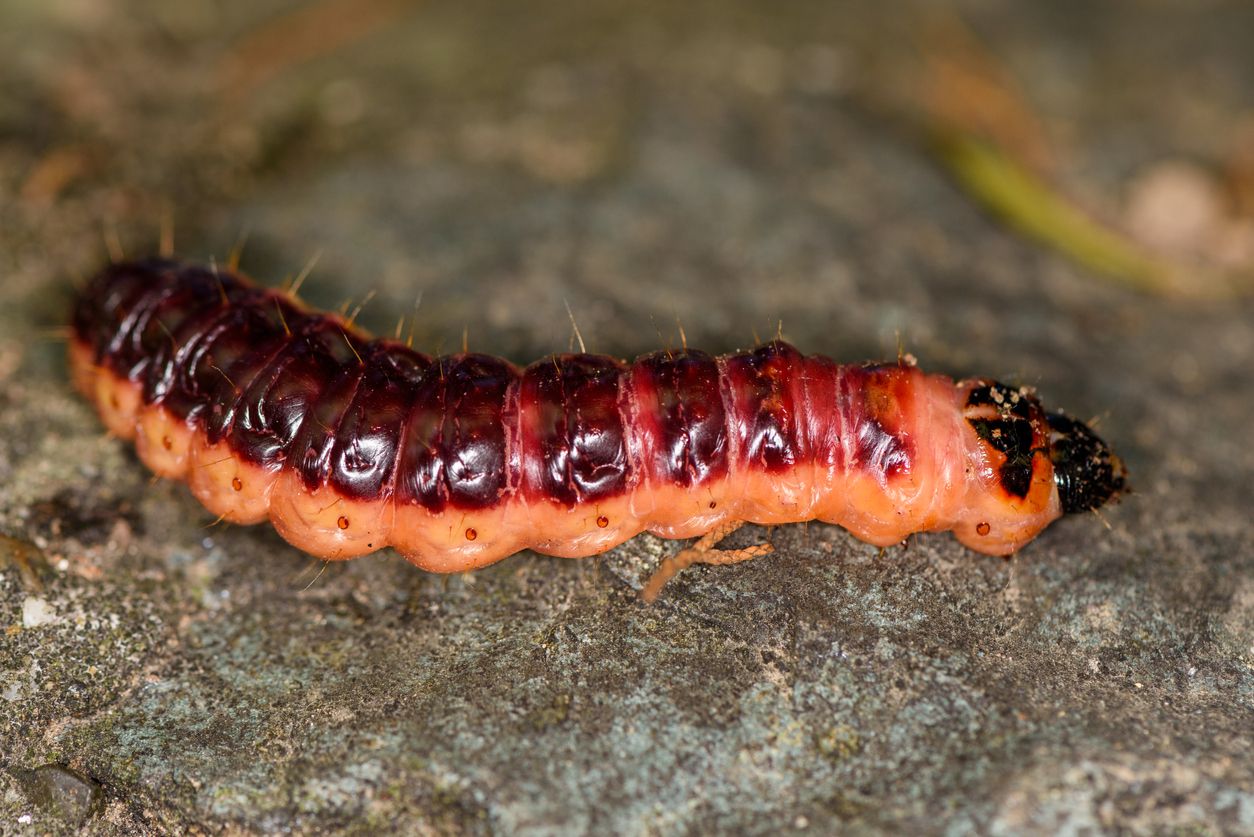Bis zu zehn Zentimeter lang und fingerdick wird die bissige Raupe des Weidenbohrers.
