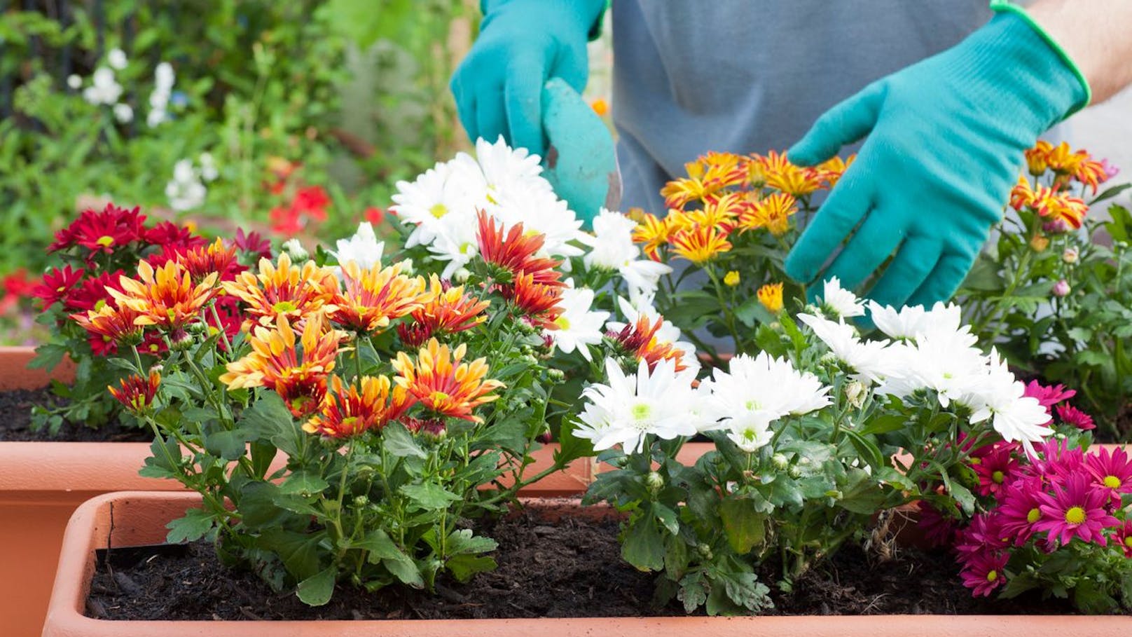 Chrysanthemen können Deinen Balkon auch jetzt noch verschönern, müssen aber als blühende Pflanze gekauft werden. Dann werden sie den Winter, gut geschützt, aber auch im Topf überstehen. Möchtest Du die Blume im Garten aussäen, musst Du darauf achten, dass es eine mehrjährige Sorte ist.