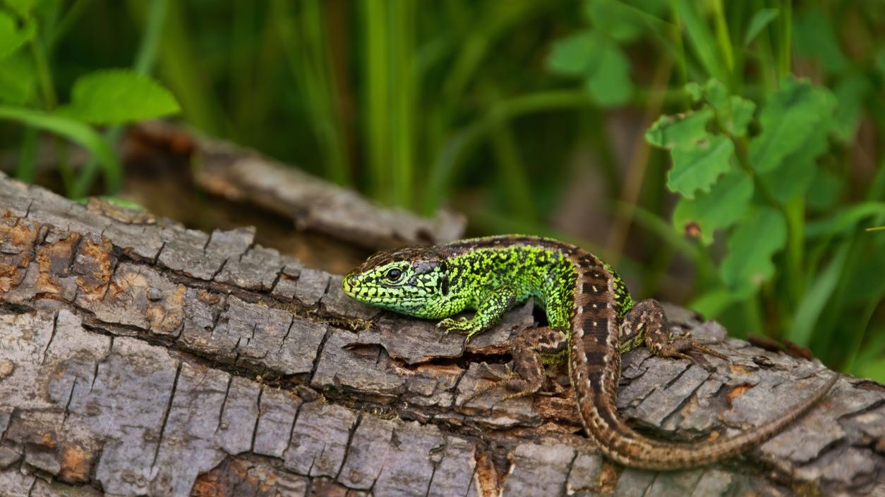Besonders häufig kann man die Zauneidechse in Österreich finden. 