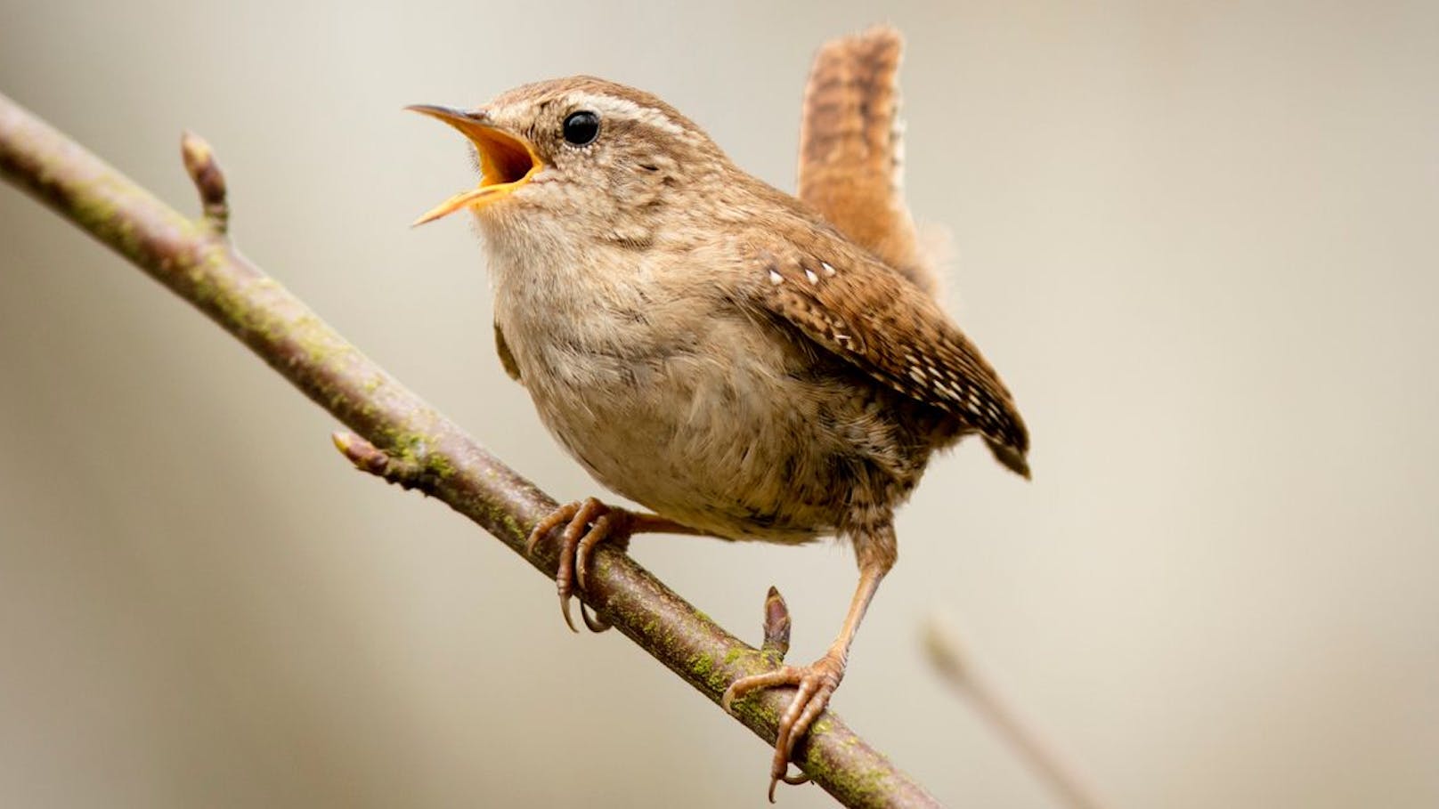 Bei diesem Singvogel brauchst du einen Gehörschutz