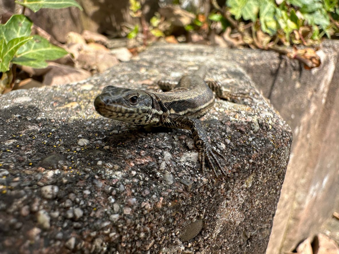 Leben auch in deinem Garten Eidechsen?