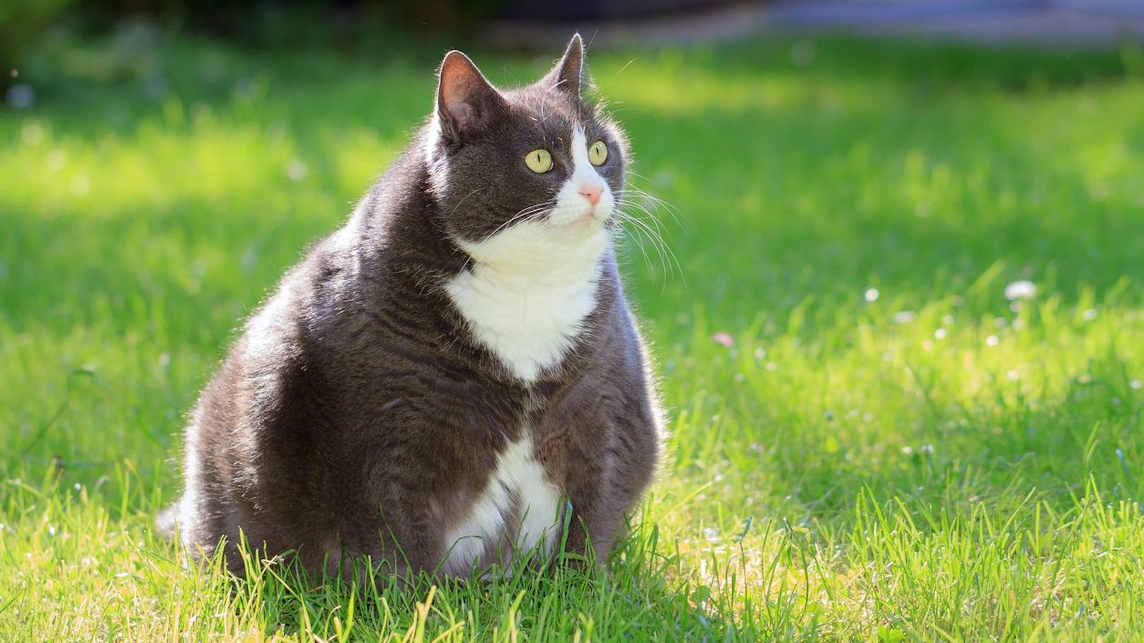 15 Kilo! Kater musste im Einkaufssackerl ins Tierheim