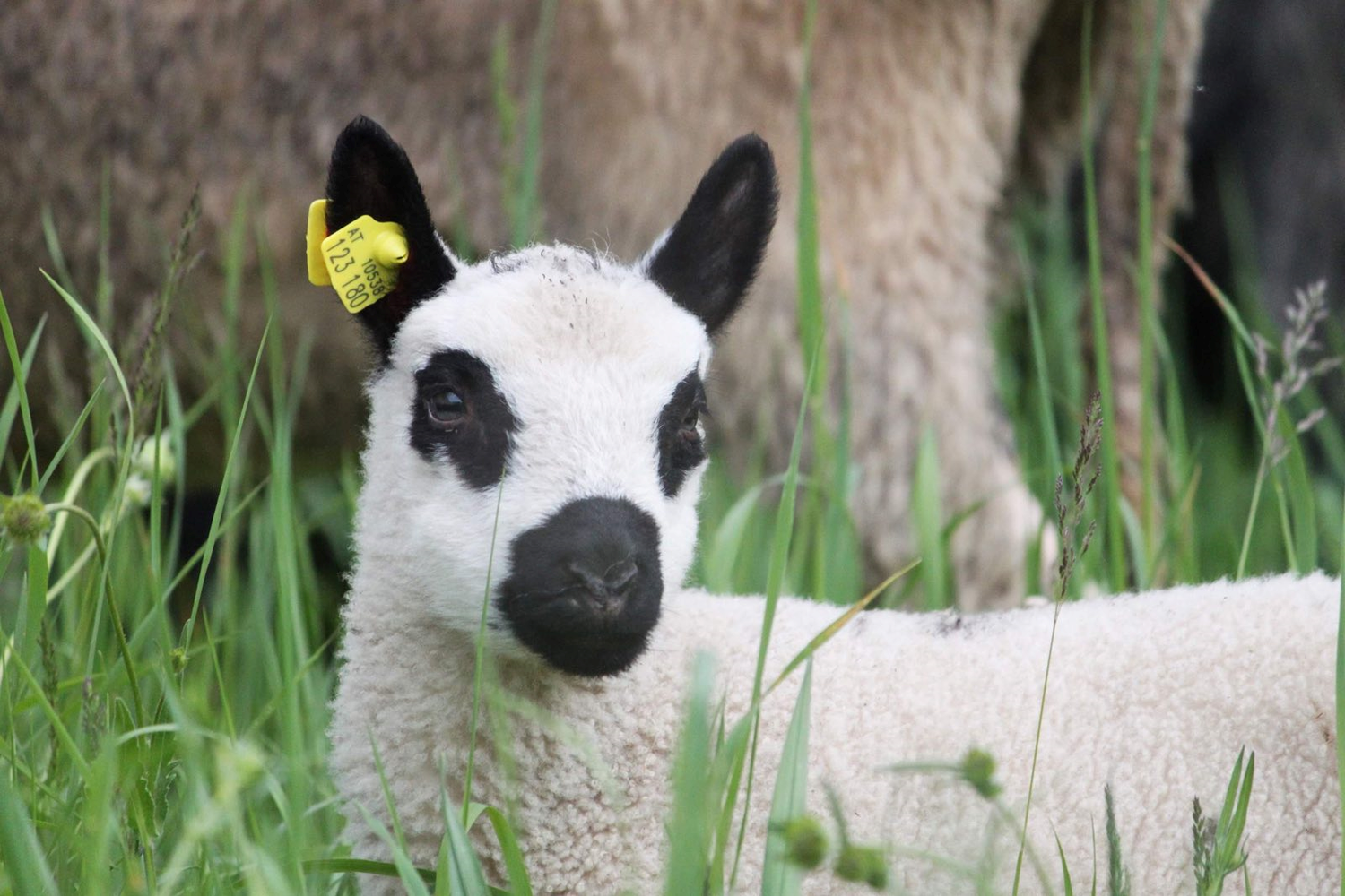Die Fangemeinde taufte heuer das Lieblingslamm auf den Namen 
