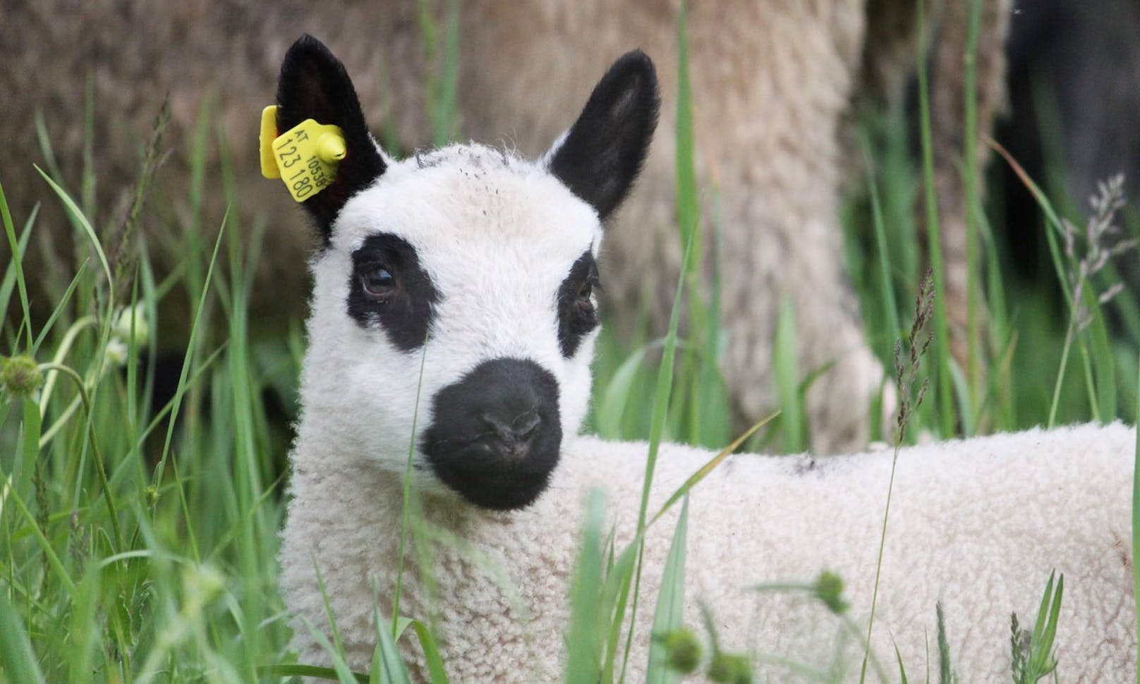 "Flocki": Das süßeste Lamm, seit es Insel-Schafe gibt