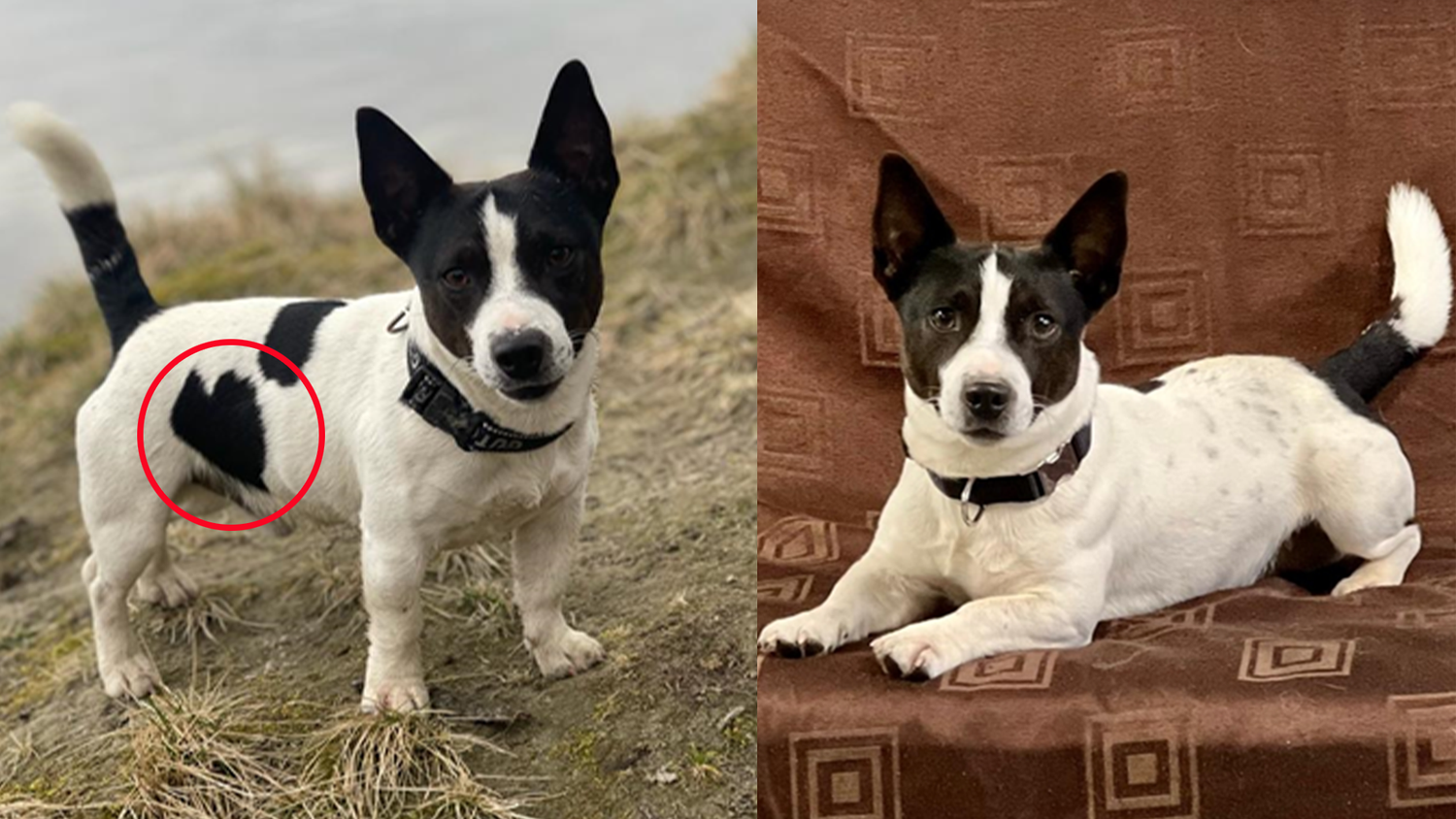 Dieser süße Vierbeiner verschwand am Sonntag spurlos. Eine Wiener Familie ist verzweifelt.