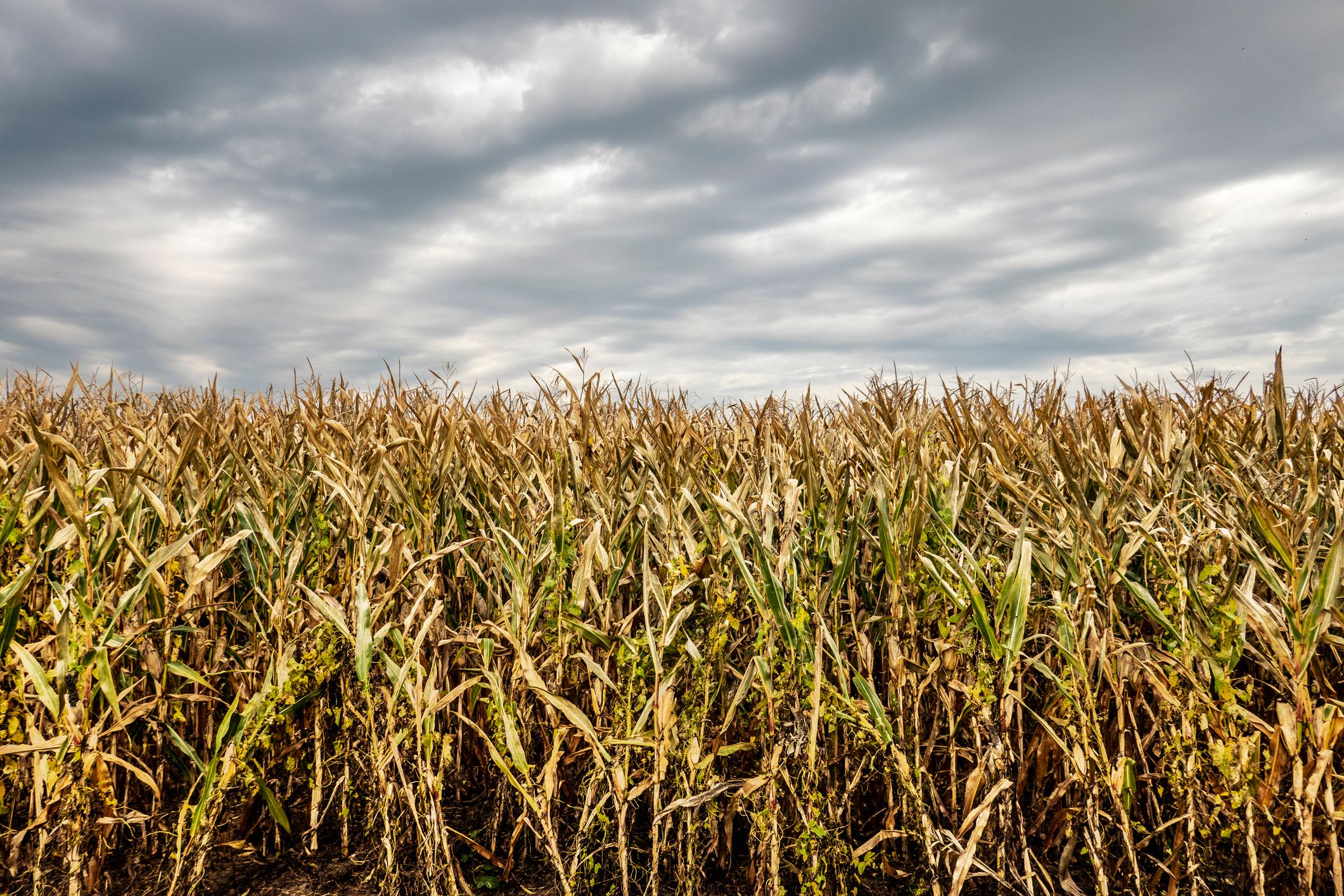 Hagel und dann Dürre: Die Landwirtschaft leidet besonders unter den Wetter-Extremen.