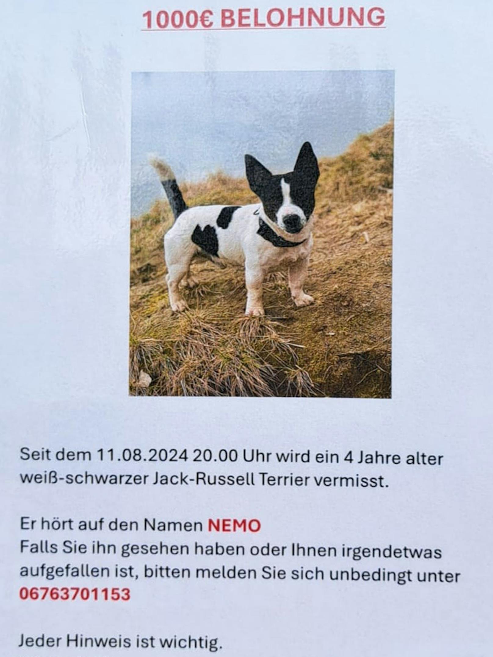 Familie R. sucht verzweifelt nach Familienhund Nemo.