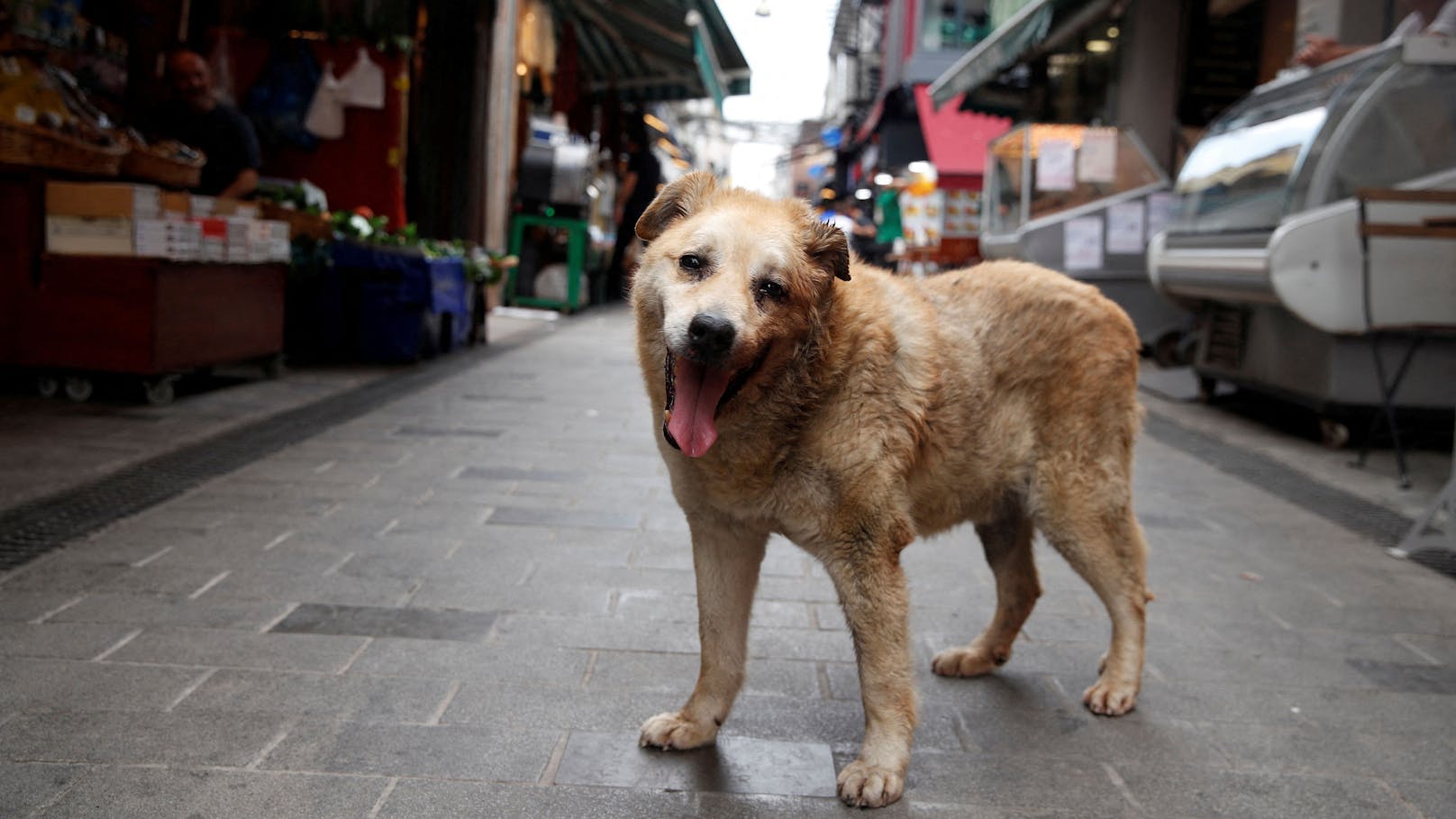 Hunde-Horror: Jagen Zivilisten wehrlose Streuner?