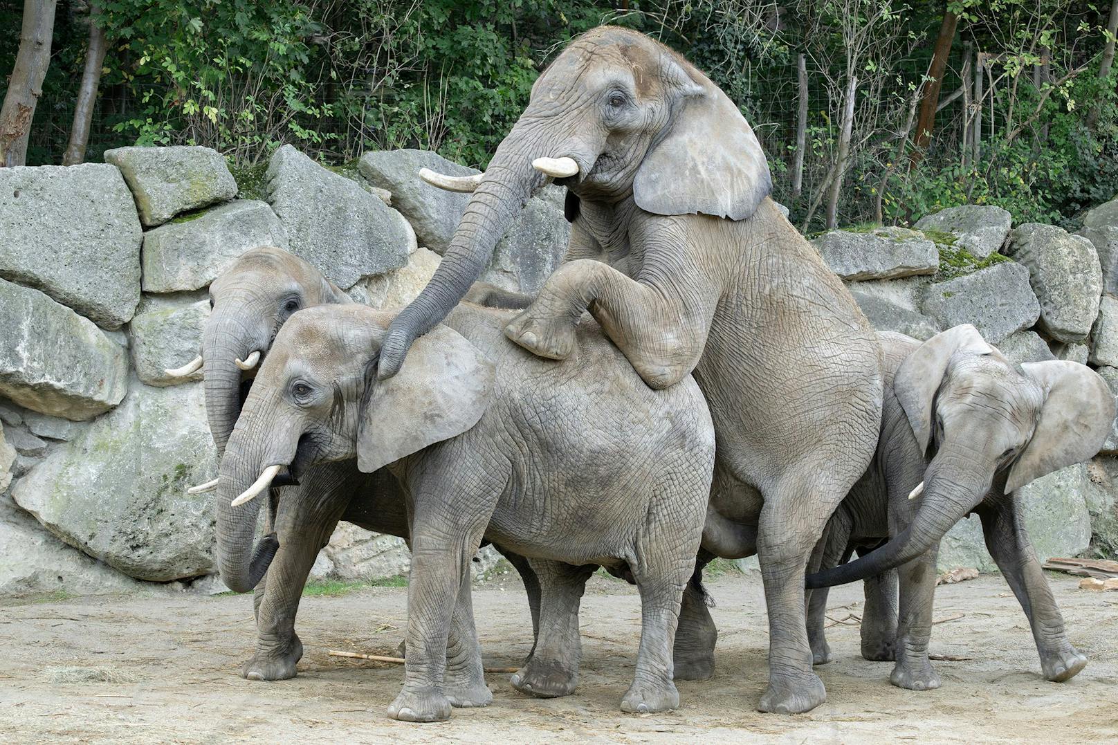 Bald ist es so weit! Die trächtige Elefantenkuh erwartet ein Junges. In den kommenden Jahren hofft der Tiergarten darauf, dass auch die anderen Kühe trächtig werden.