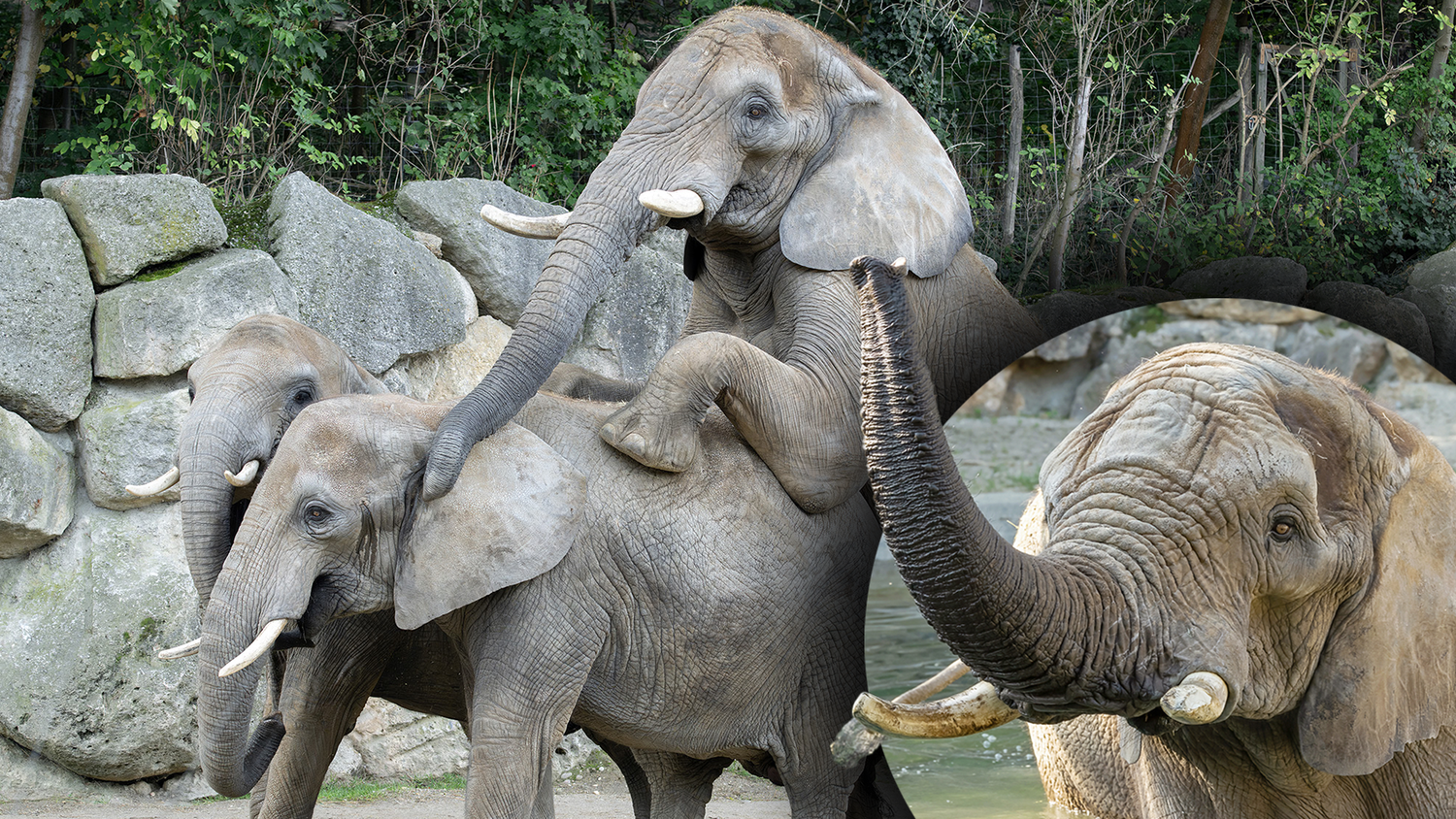 Freudige Nachricht im Tierpark Schönbrunn!