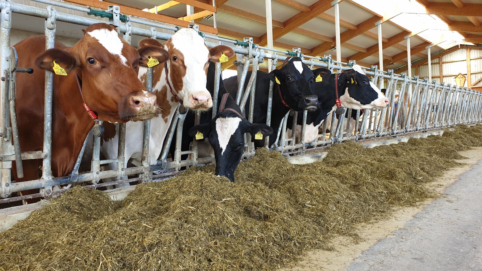 Kosten steigen enorm – nächste Butter-Teuerung droht