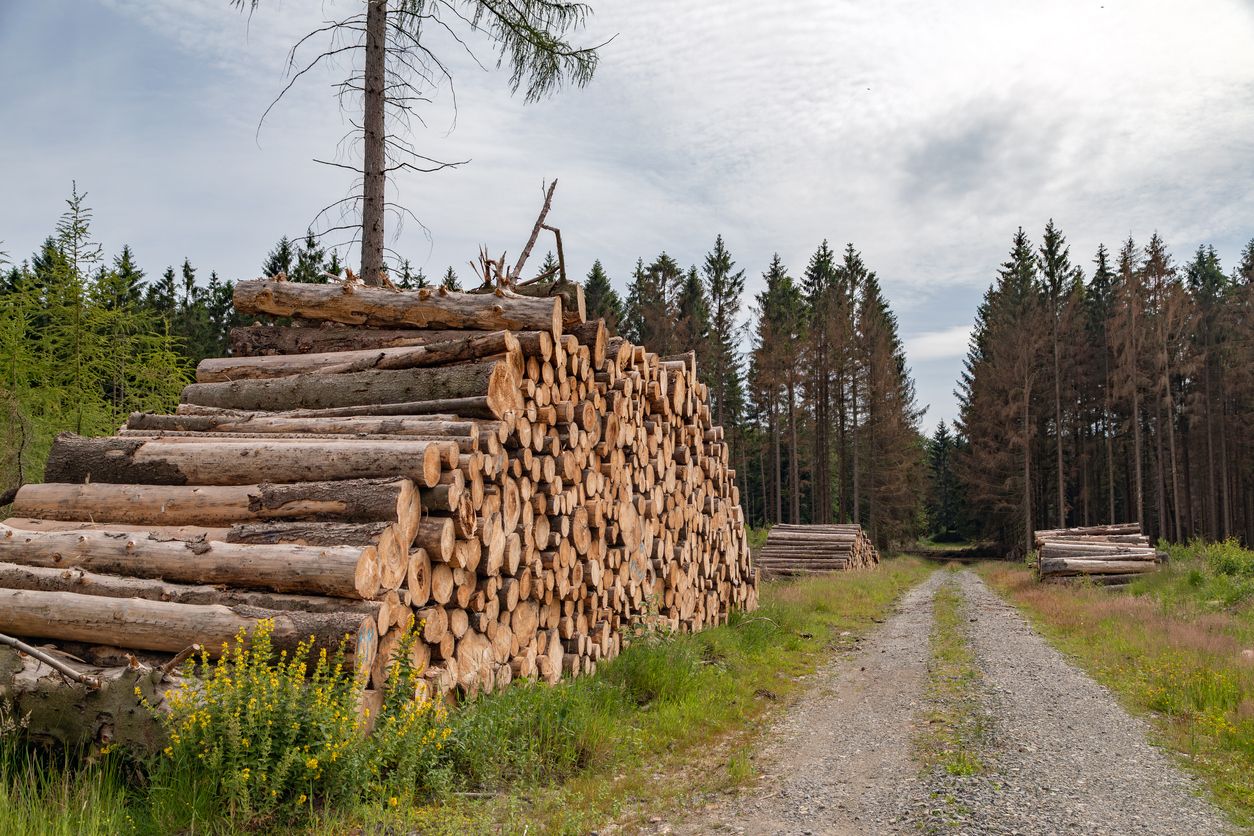 Über Forstwege brachte der Ukrainer die Syrer nach Kärnten. (Symbolbild)