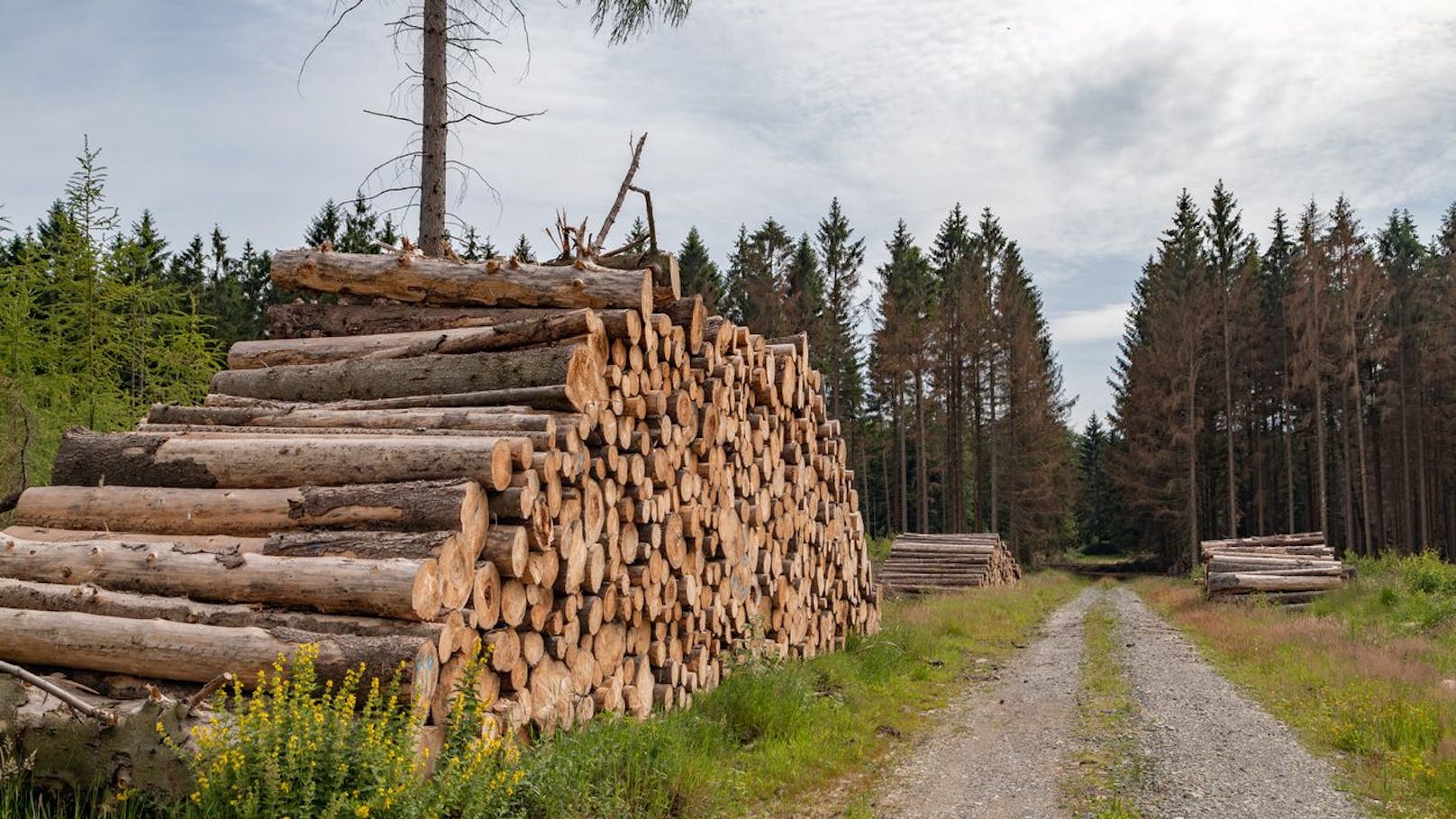 Schlepper brachte 8 Migranten über Waldweg nach Kärnten