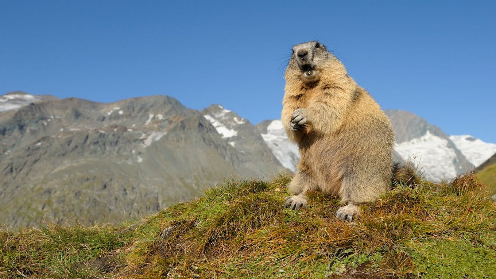 Alpenmurmeltiere können etwa 12 Jahre alt werden.