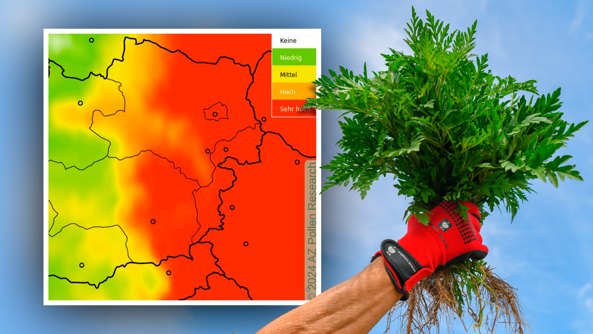 Das eingeschleppte Ragweed geht wieder in die Blüte.