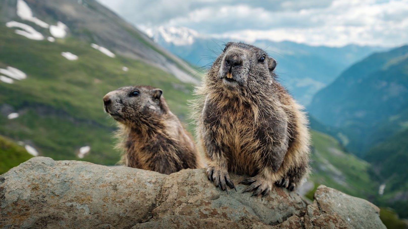 Um den Familienverband, der meist 20 Tiere umfasst, vor Fressfeinden zu warnen, wird laut gepfiffen. 