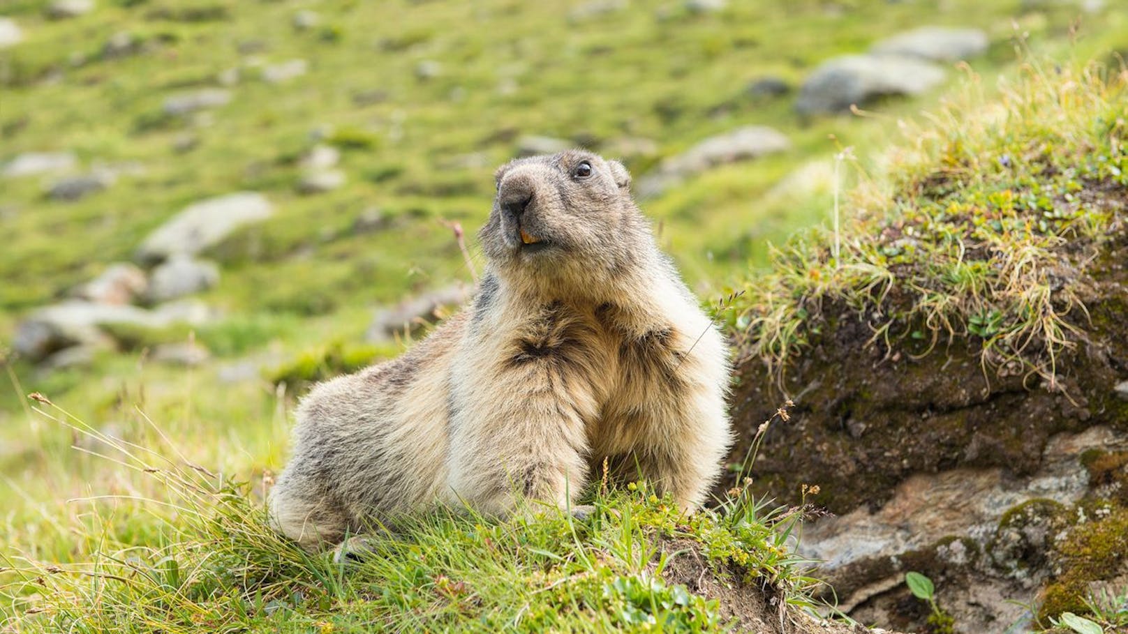 Sie gehören zur Familie der Eichhörnchen. 