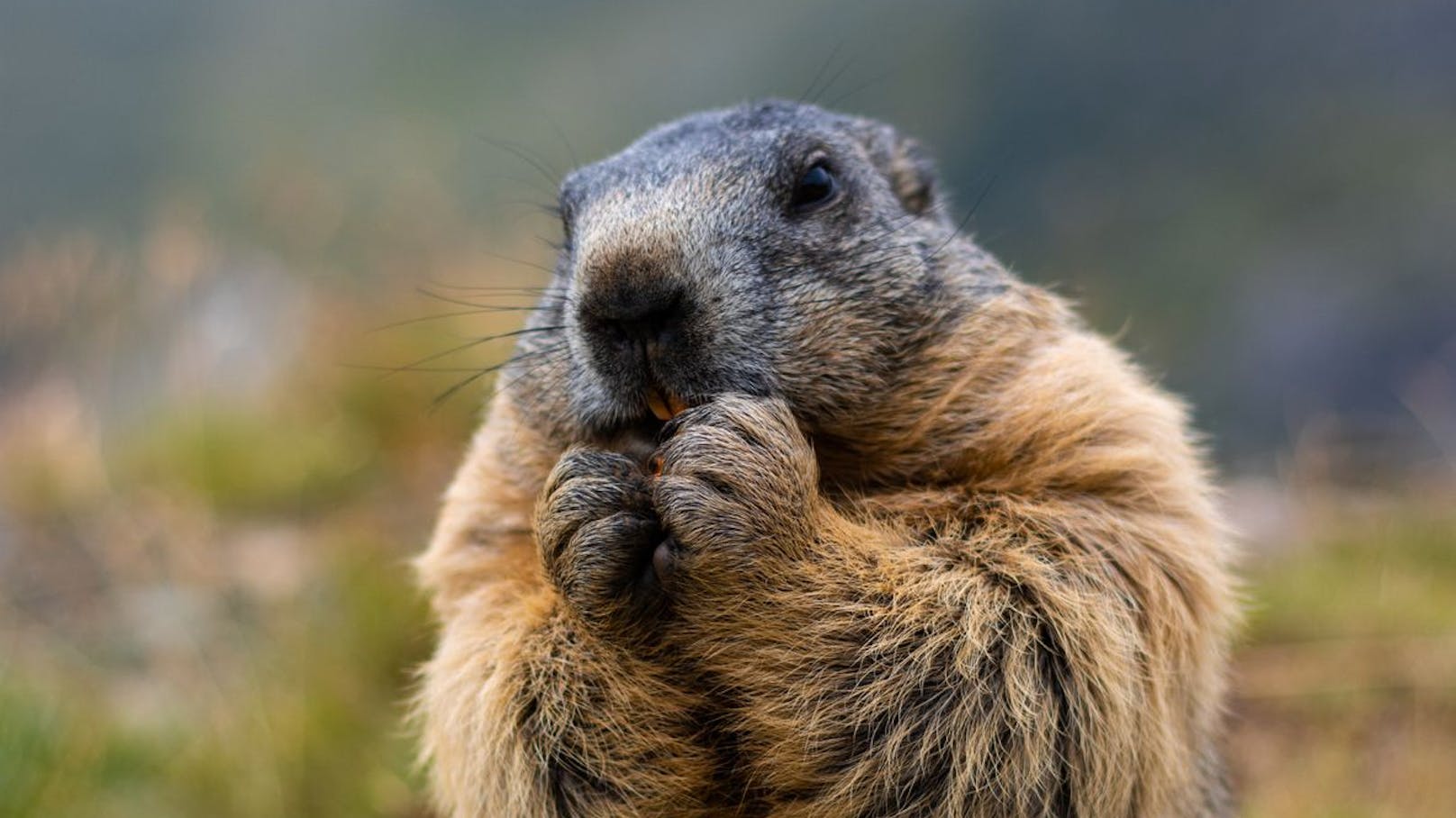 Letzter Pfiff! Österreich lädt zur Murmeltier-Jagd